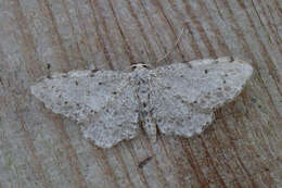 Imagem de Idaea incisaria Staudinger 1892