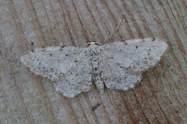 Sivun Idaea incisaria Staudinger 1892 kuva