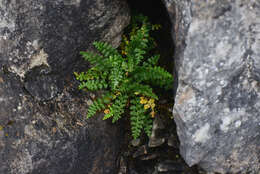 Image of little spleenwort