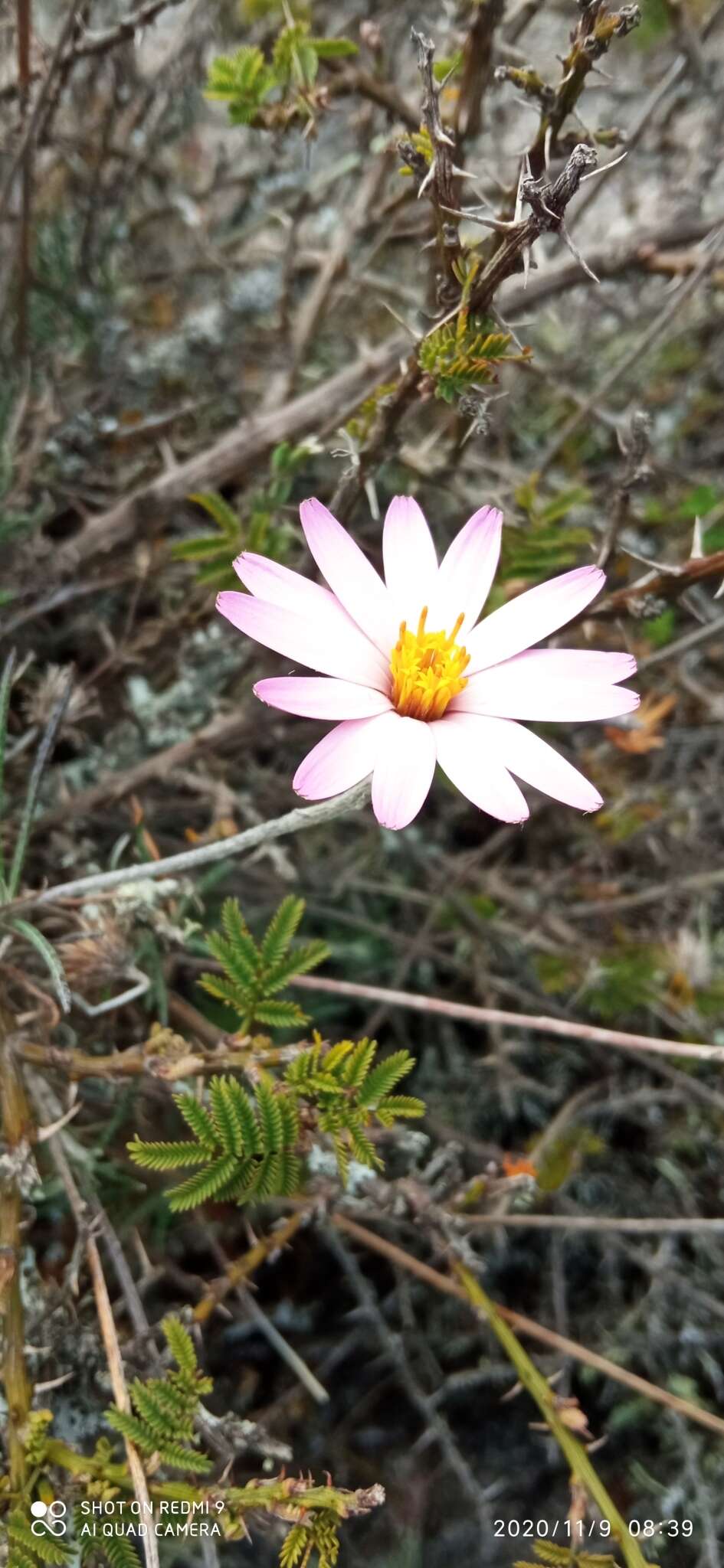 Image of Onoseris hyssopifolia Kunth