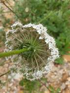 Слика од Daucus carota subsp. commutatus (Paol.) Thell.