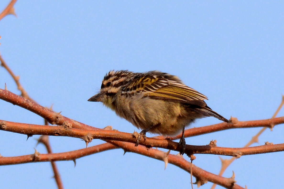 Image of Yellow-fronted Tinkerbird