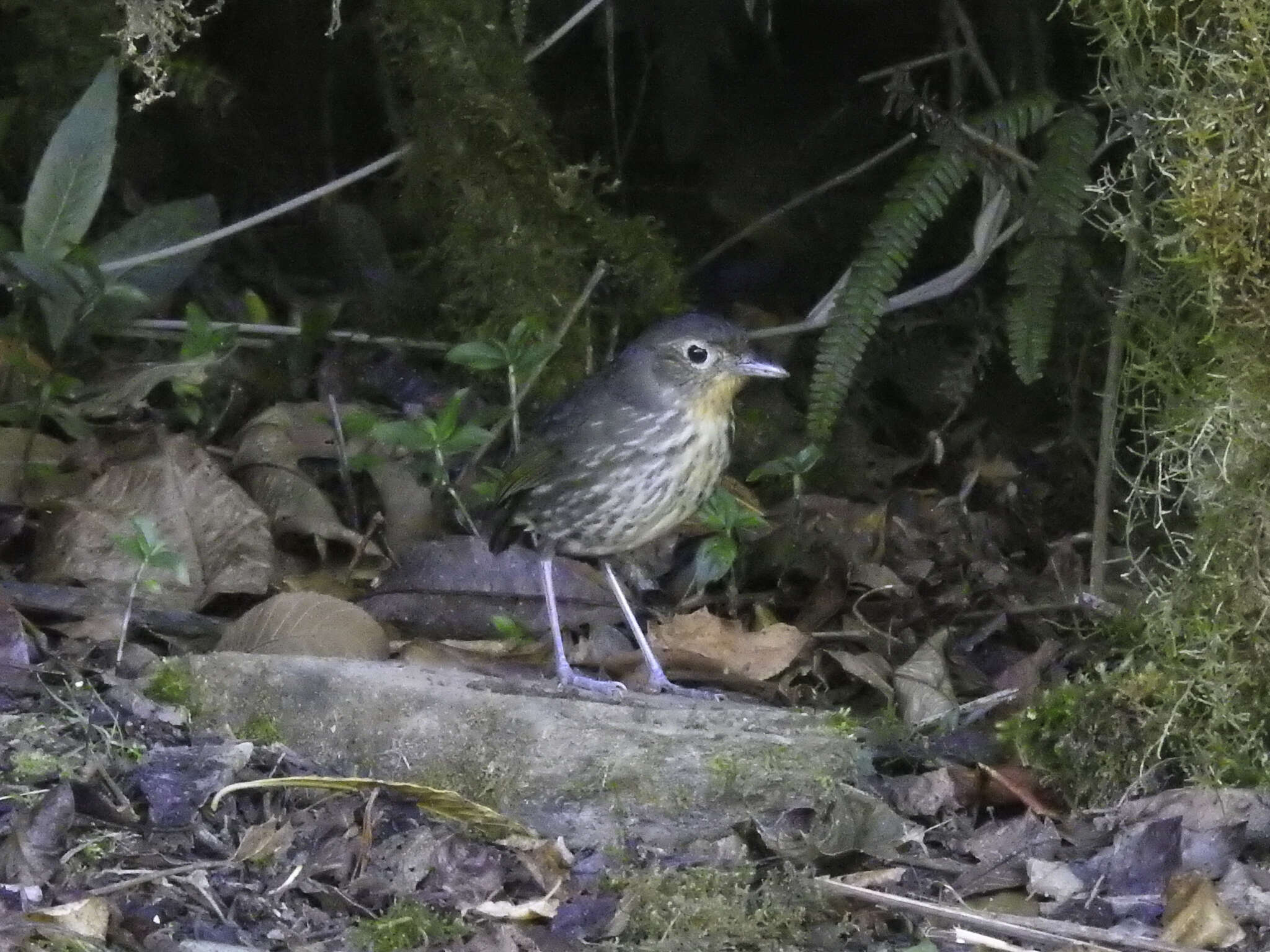 Image of Santa Marta Antpitta