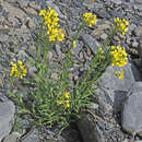 Image of Erysimum ibericum (Adams) DC.