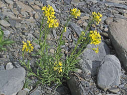 Image of Erysimum ibericum (Adams) DC.