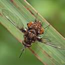 Bombylella elegans (Wiedemann 1828)的圖片