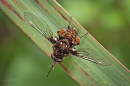 Image of Elegant Bee Fly