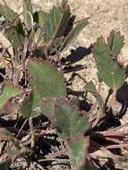 Image of Pelargonium ovale (Burm. fil.) L'Her.