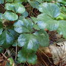 Plancia ëd Coptis trifolia subsp. trifolia