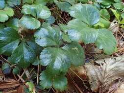 Image of Coptis trifolia subsp. trifolia