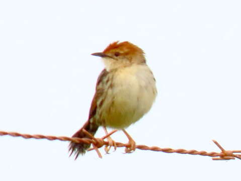 Image of Cisticola tinniens tinniens (Lichtenstein & Mhk 1842)