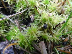 Sphagnum teres Ångström ex C. J. Hartman 1861的圖片