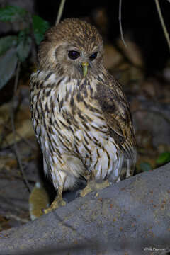 Image of Bouvier's Fishing Owl