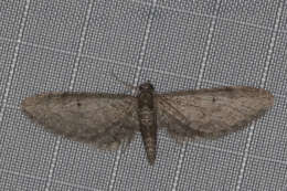 Image of Eupithecia matheri Rindge
