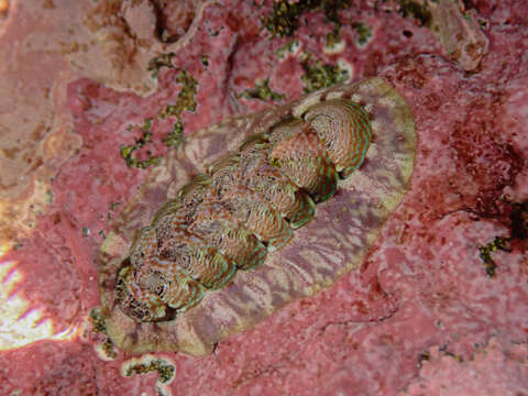 Image of Onithochiton quercinus (Gould 1846)