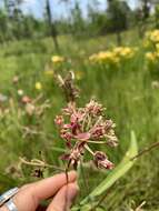 Слика од Asclepias rubra L.