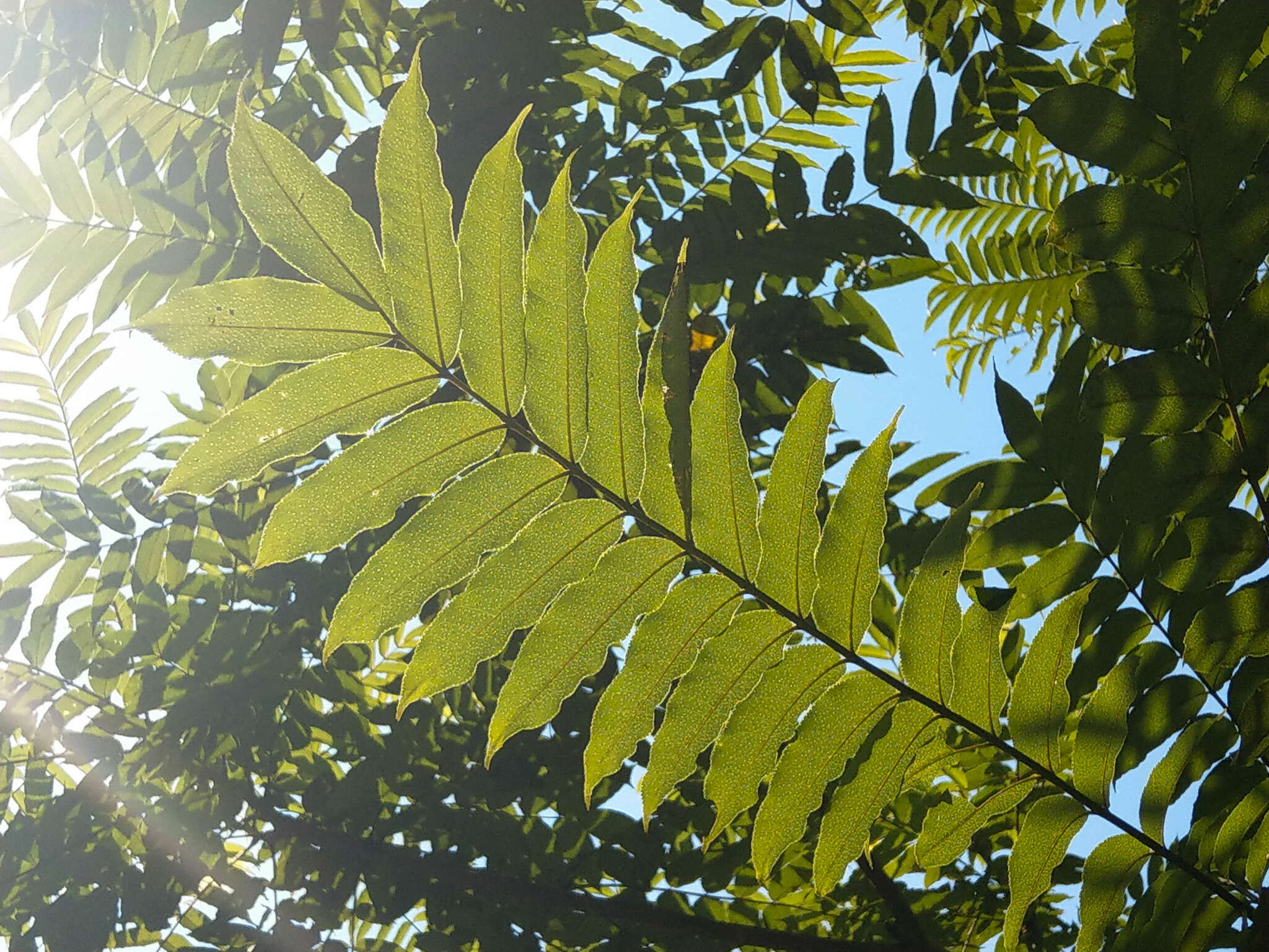 Image of Japanese prickly ash