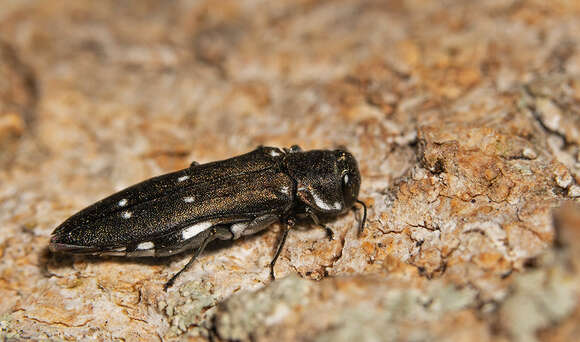 Image of Agrilus ater (Linnaeus 1767)