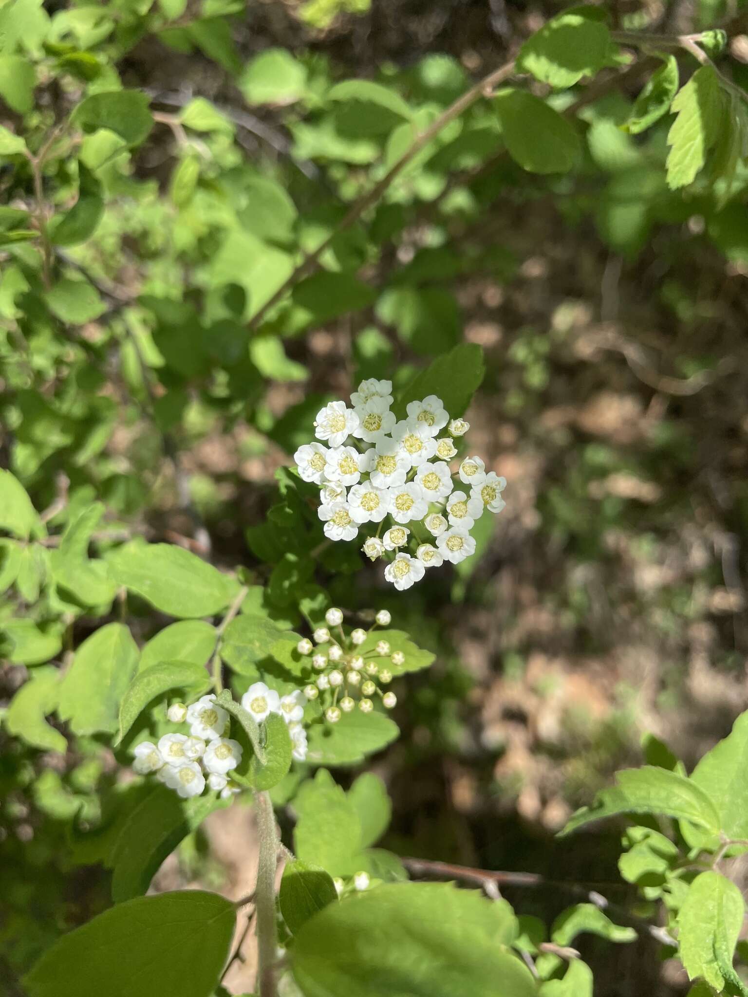 Image of Spiraea pubescens Turcz.