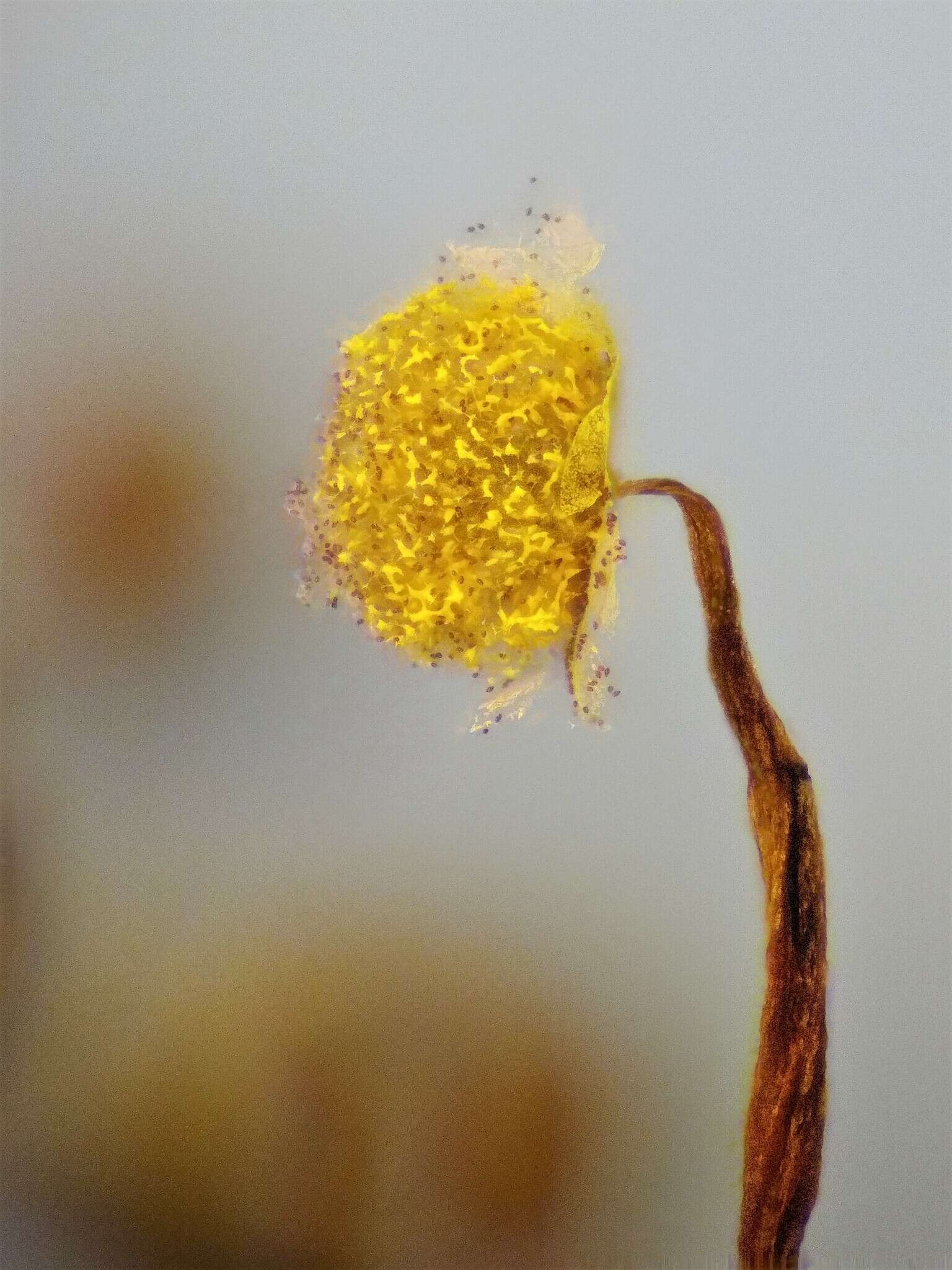 Image of Physarum flavicomum