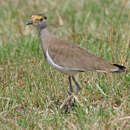 Image of Brown-chested Lapwing