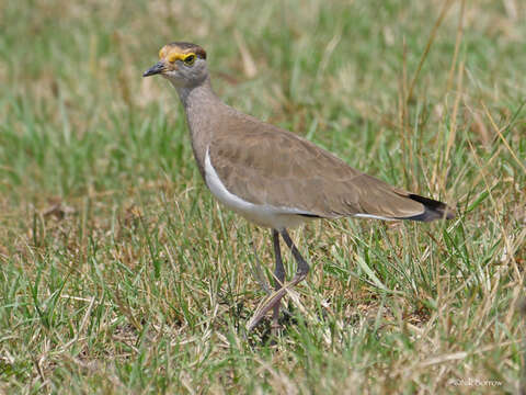 Image of Brown-chested Lapwing