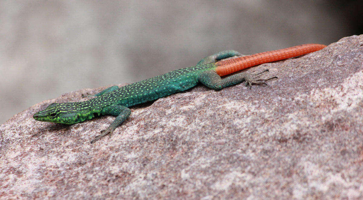 Image of Transvaal Flat Lizard