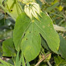 Dalechampia stipulacea Müll. Arg.的圖片