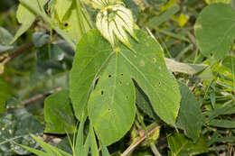 Dalechampia stipulacea Müll. Arg.的圖片