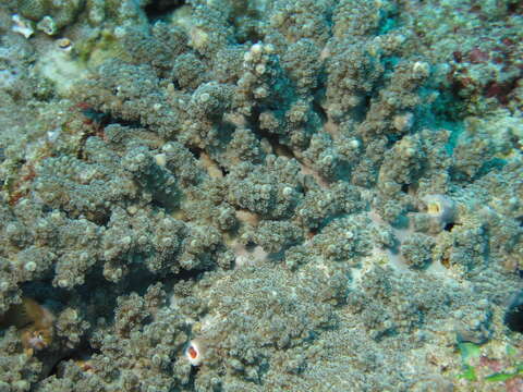 Image of Staghorn coral