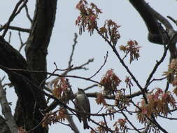 Image of Cerulean Warbler