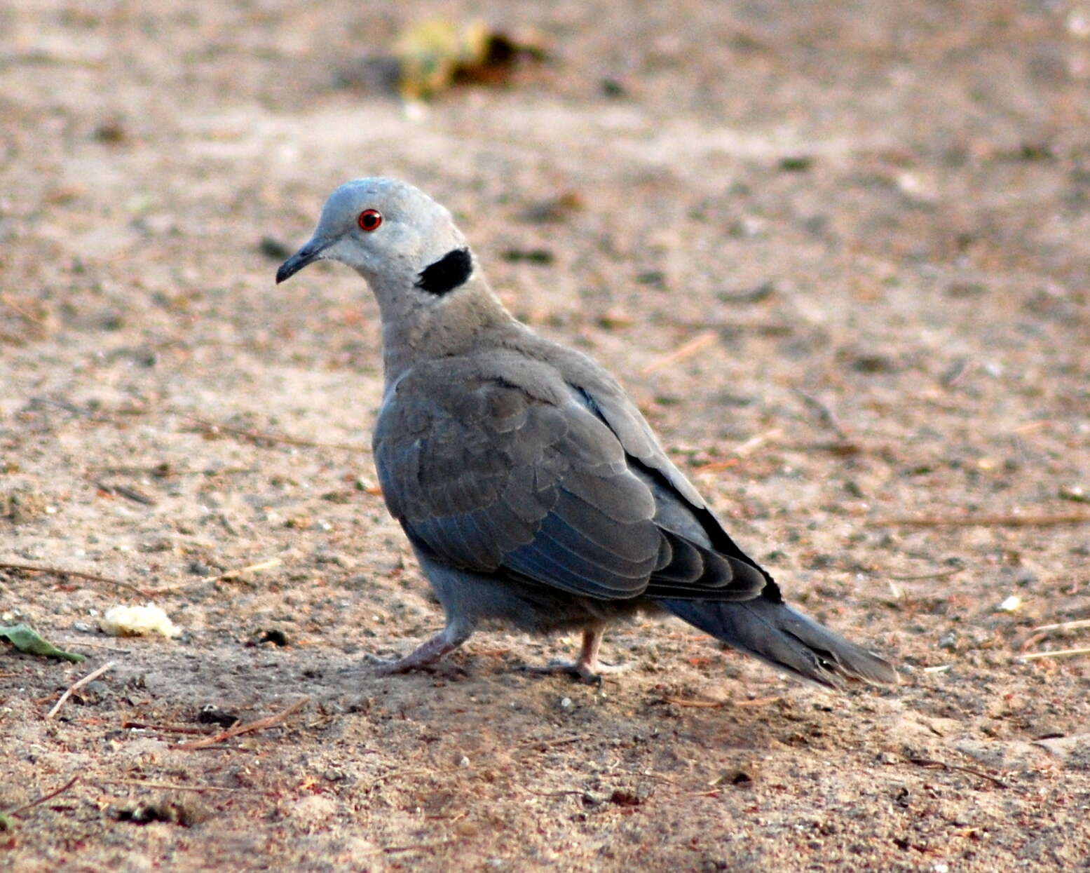 Image of African Mourning Dove