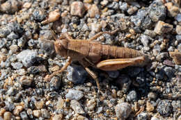 Image of Oedaleonotus tenuipennis (Scudder & S. H. 1897)