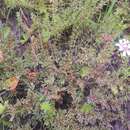 Image of Pelargonium minimum (Cav.) Willd.