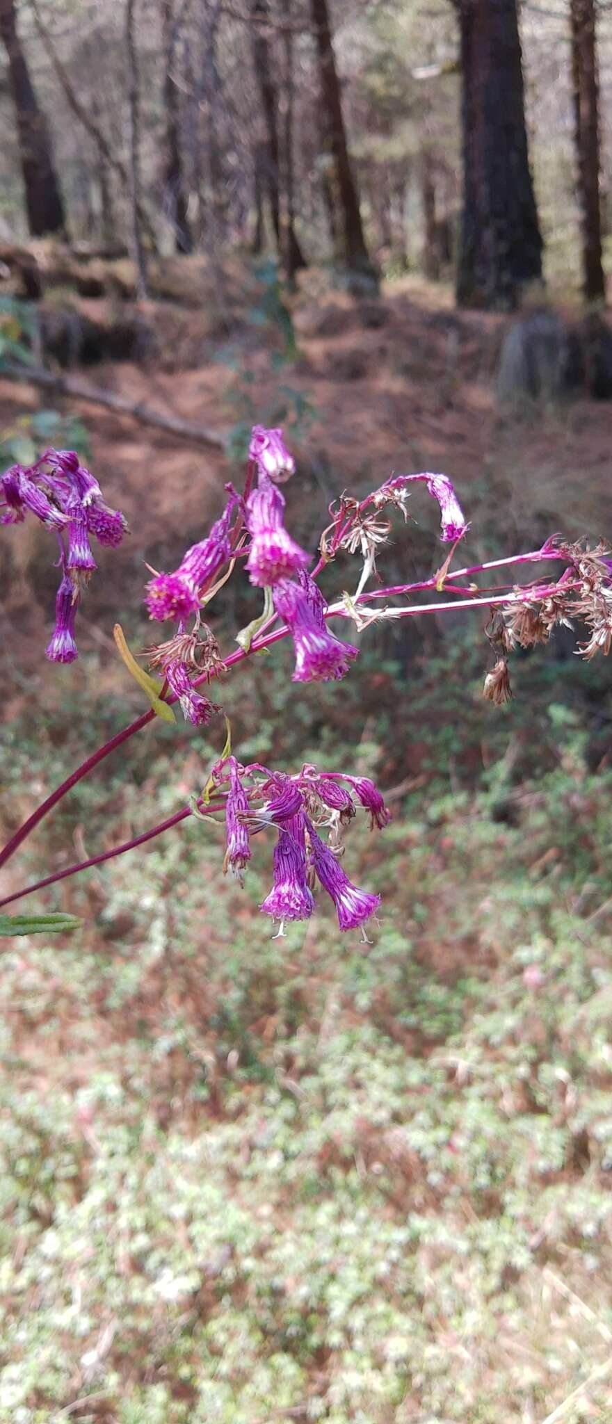 Image of Senecio callosus Sch. Bip.