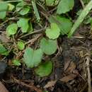 Image of Centella uniflora (Col.) Nannf.