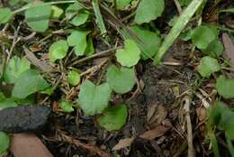 Image of Centella uniflora (Col.) Nannf.