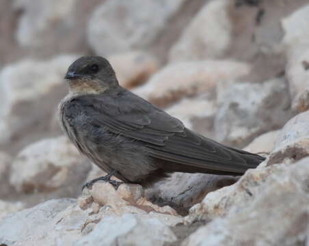 Ptyonoprogne fuligula (Lichtenstein & Mhk 1842)的圖片