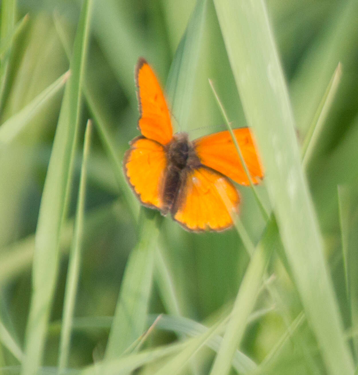 Image of Lycaena dispar rutilus (Werneburg 1864)