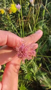 Plancia ëd Klasea radiata subsp. gmelinii (Tausch) L. Martins