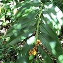 Image de Alpinia flabellata Ridl.