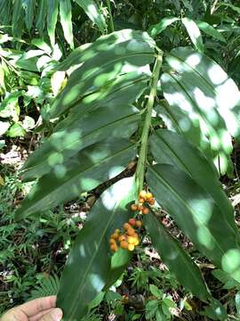 Image of Alpinia flabellata Ridl.