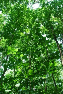 Image of American basswood