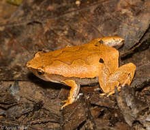 Image of Bleating Frogs