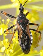 Image de Rhynocoris cuspidatus Ribaut 1922