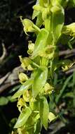 Image de Satyrium humile Lindl.