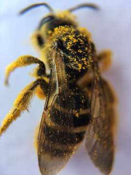 Image of Halictus farinosus Smith 1853