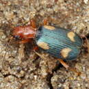 Image of Brachinus (Cnecostolus) quadriguttatus Gebler 1830