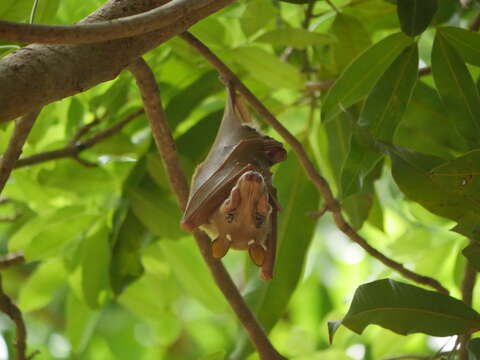 Image of Gambian Epauletted Fruit Bat