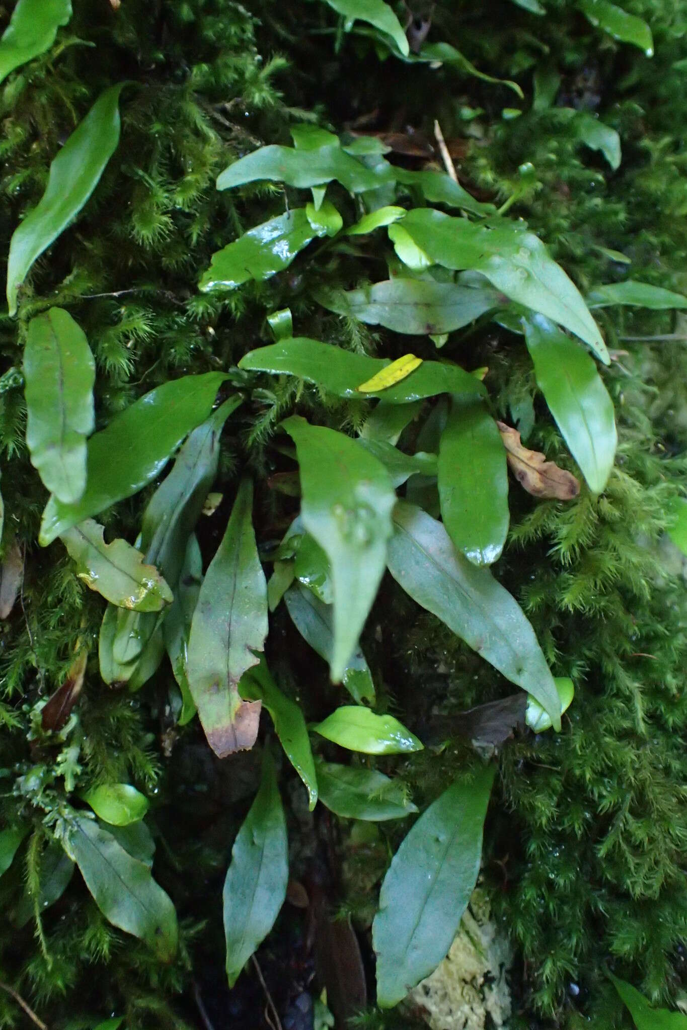 Plancia ëd Loxogramme dictyopteris (Mett.) Copel.